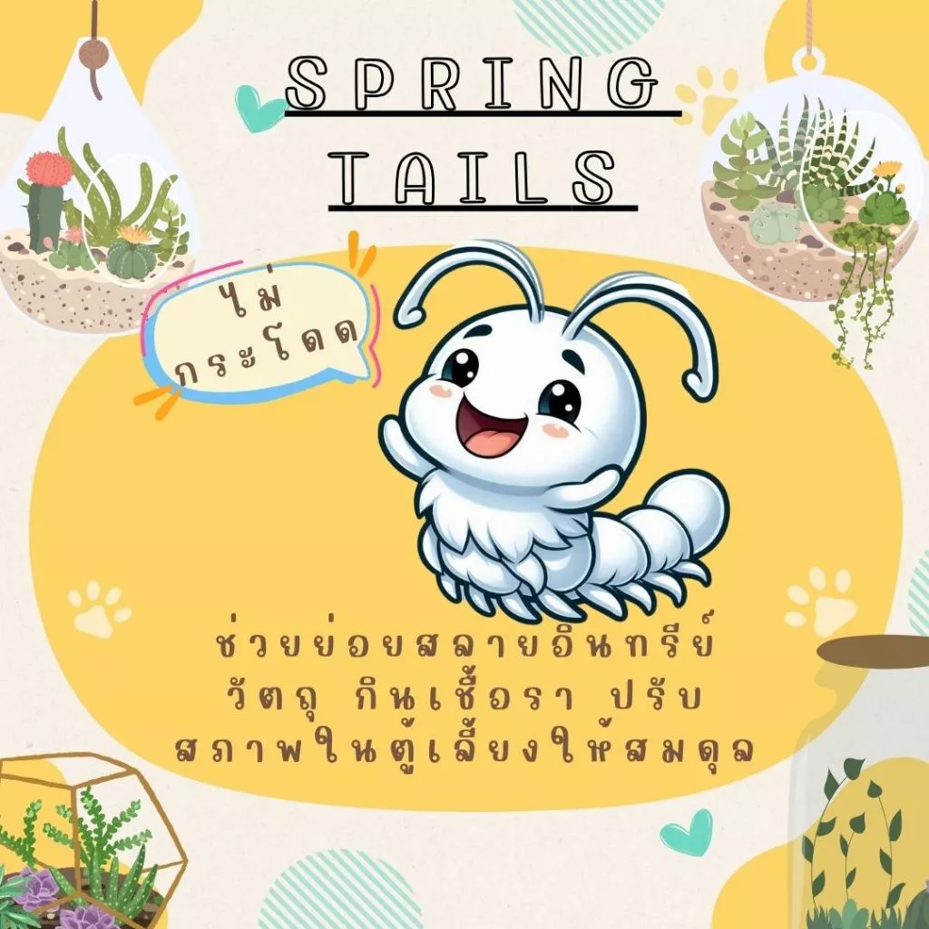 แม่บ้าน-ชุดขาว(ไม่กระโดด) กำจัดเชื้อรา [Spring-tails]