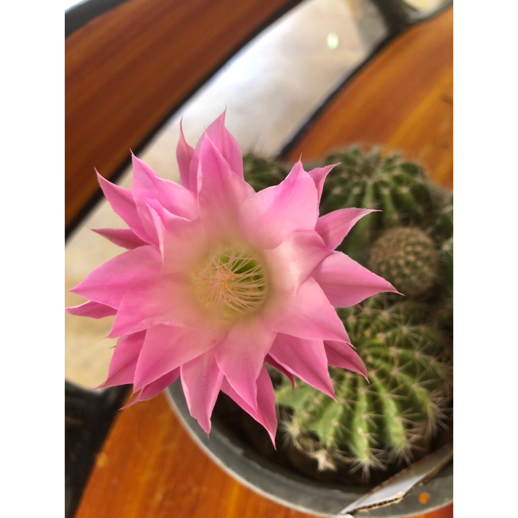 อิชินอปดอกชมพูใส้ขาว