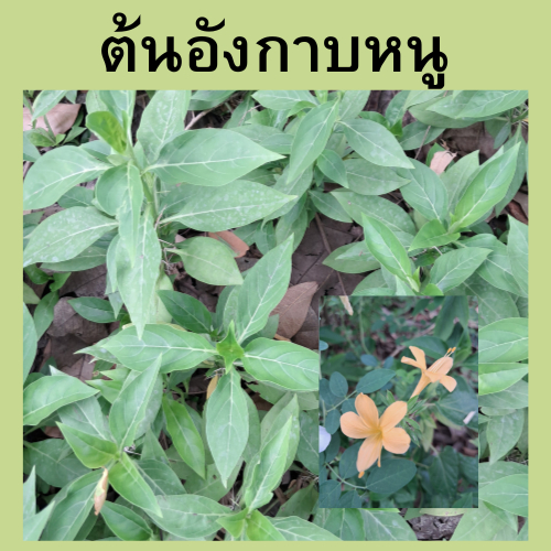 ต้นอังกาบหนู ดอกเหลือง ถุงดำละ 69บาท แข็งแรงพร้อมปลูก ดูแลง่าย
