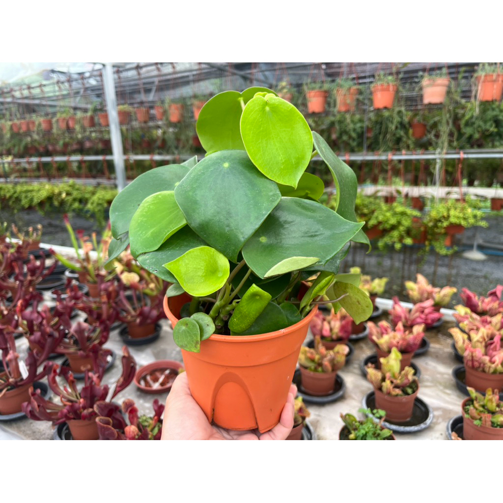 Peperomia  "Raindrop"