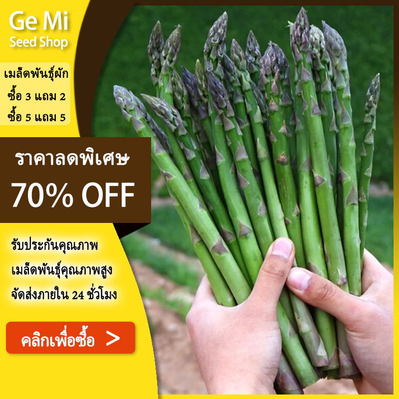 GEMI เมล็ดหน่อไม้ฝรั่ง50เมล็ด เมล็ด🌱พันธุ์ดี🎈งอกง่าย ☘️
