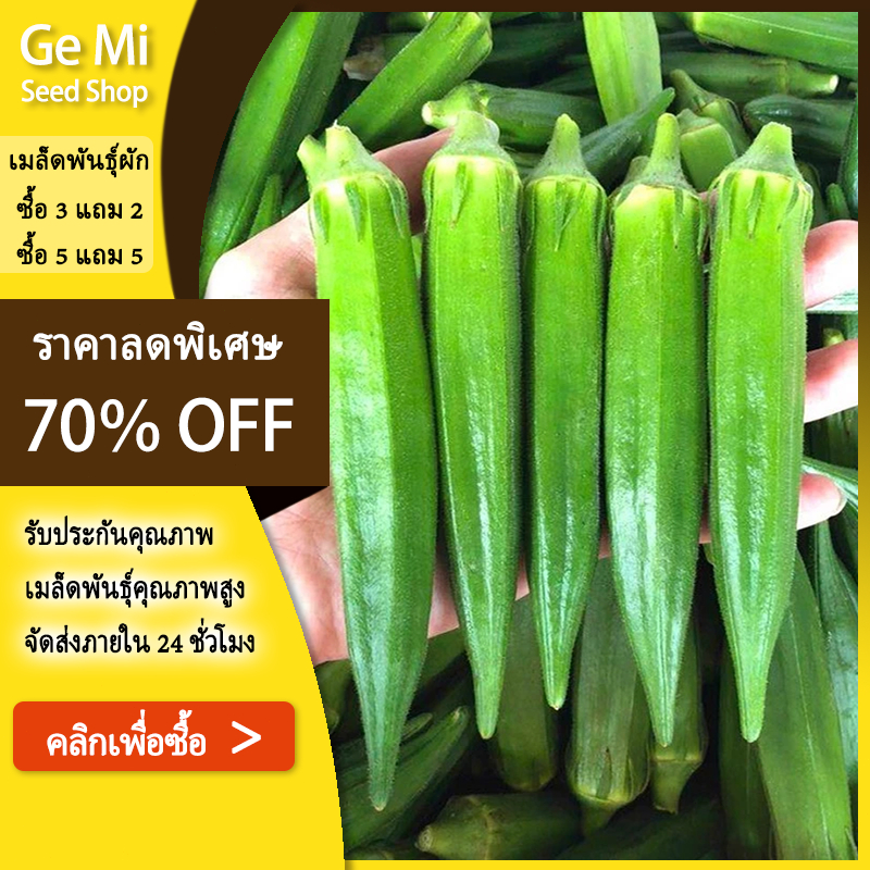 GEMI เมล็ดพันธุ์ กระเจี๊ยบเขียว 70 เมล็ด ผลสีเขียว ฝักตรง เนื้อกรอบ มีเมือกนุ่ม ทนแดด ทนแล้ง
