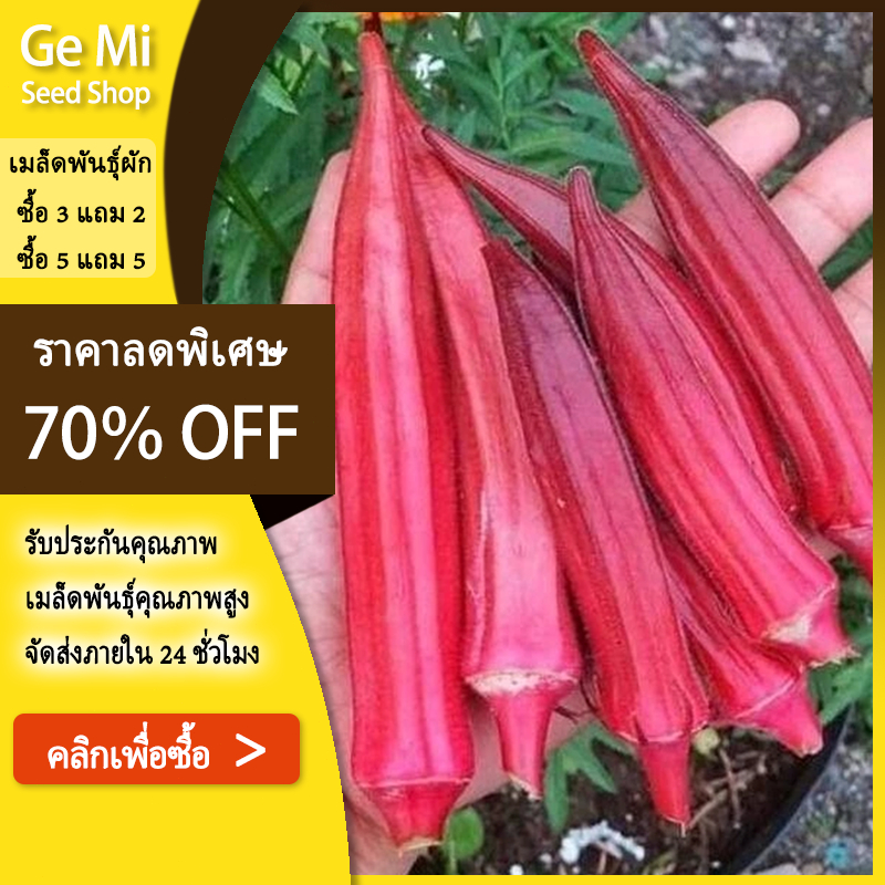 GEMI 40-45 เมล็ด เมล็ดกระเจี๊ยบมอญสีแดง (ปลูกง่าย รสชาติหวาน มีกลิ่นหอม ชอบแดดจัด ออกฝักดกสีแดง)