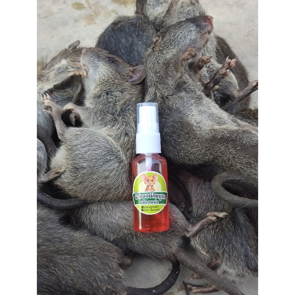 น้ำหอมดักหนูนา หัวเชื้อดักหนูนา