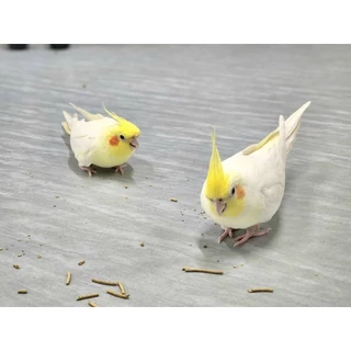BIRDMORE อาหารเม็ดสำเร็จรูปในรูปแบบกิ่งไม้ นำเข้าจากประเทศญี่ปุ่น 🇯🇵