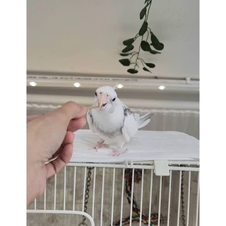 BIRDMORE อาหารเม็ดสำเร็จรูปในรูปแบบกิ่งไม้ นำเข้าจากประเทศญี่ปุ่น 🇯🇵
