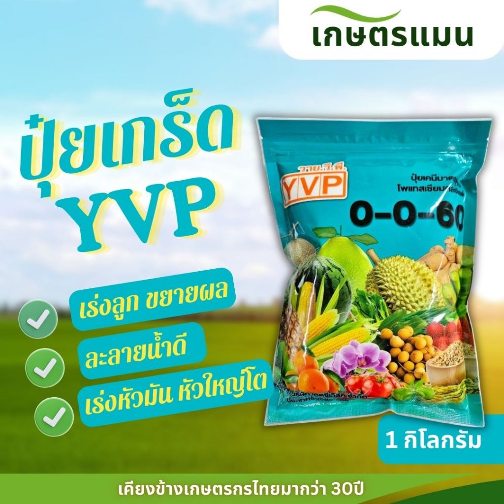 ปุ๋ยเกล็ด YVP 0-0-60 (1 กก.) โพแทสเซียมคลอไรด์ ละลายน้ำ 100% เร่งลงหัว เพิ่มความหวาน ขยายขนาดผลผลิต