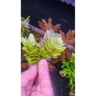 โรทาล่า ทูลูนาเดนซิส Rotala tulunadensis