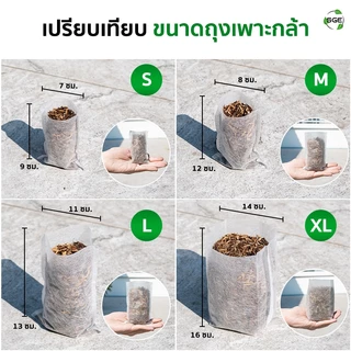 SGE ถุงเพาะกล้า วัสดุปันบอนด์ รากทะลุได้ รากไม่เน่า ย่อยสลายง่าย แพ็ค 100 ใบ มีหลายขนาดให้เลือก