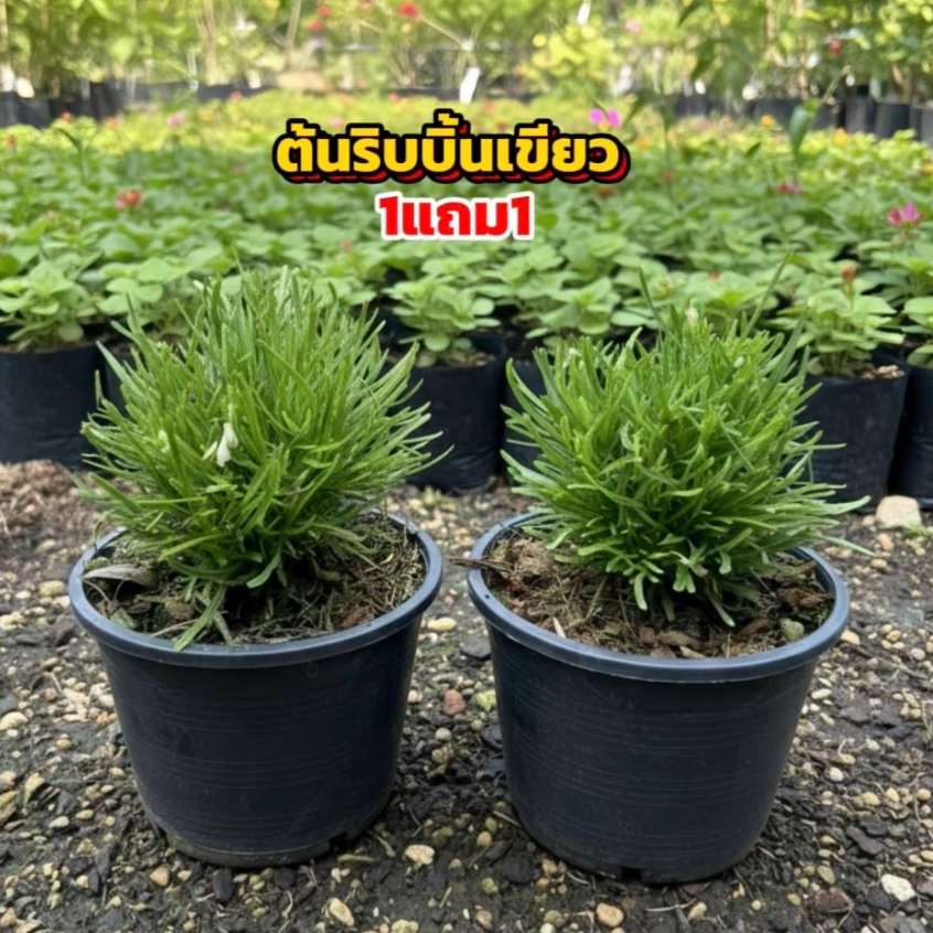 ต้นริบบิ้นเขียว 1แถม1 ต้นไม้ตกแต่งสวน พร้อมกระถาง6นิ้ว