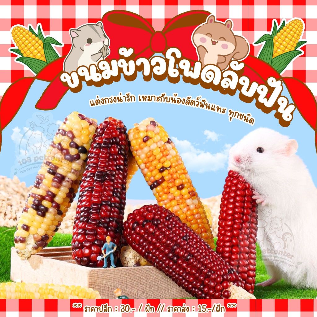 ขนมหนูแฮมสเตอร์ ชูก้าร์ไกลเดอร์ กระรอก ขนมข้าวโพดลับฟัน ของแทะเล่นสัตว์เล็ก ราคา ถูกที่สุด ดีลบีเคเค