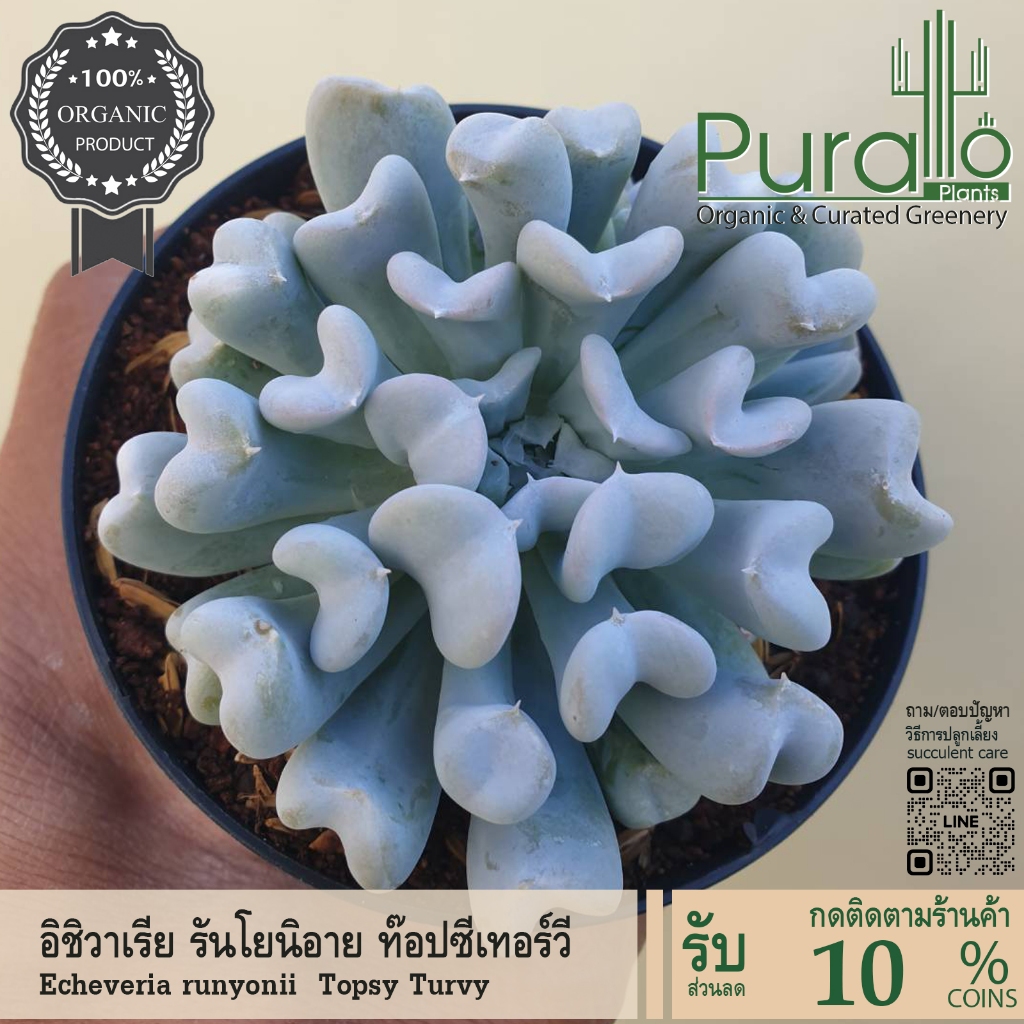 ต้นไม้อวบน้ำ อิชิวาเรีย รันโยนิอาย ท๊อปซีเทอร์วี Echeveria runyonii  Topsy Turvy #Echeveria #กระถาง