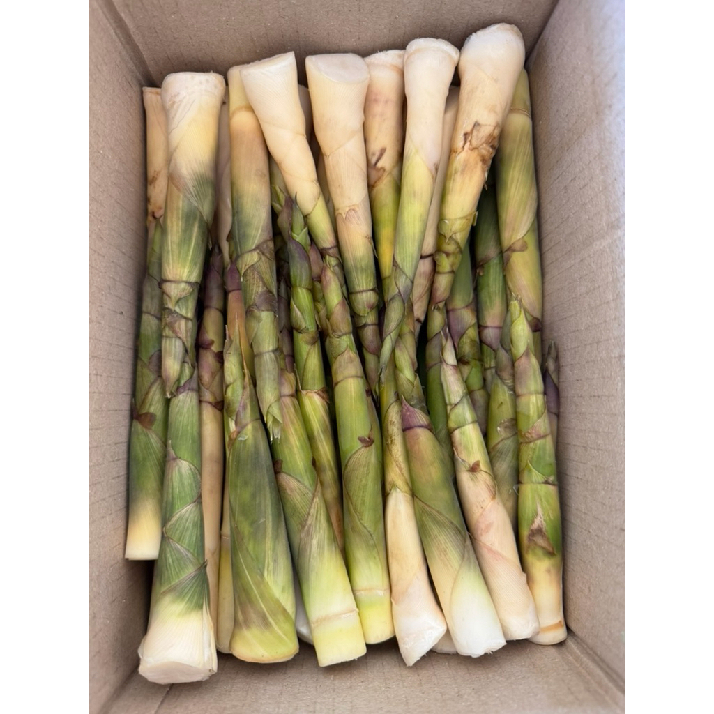 แหนงบงหวานสด(สั่งล่วงหน้าถูกกว่า ตัดแล้วส่งทันที ภายใน7วัน)ปลอดจากเคมี 1กิโล รสหวานนิดๆ กินสดได้ ต้มก็ดี เป็นเกาต์ทานได้