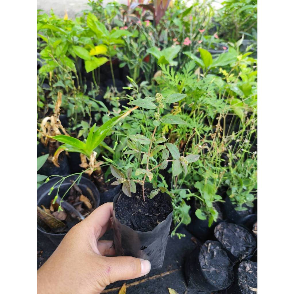 ต้นพันธุ์น้ำนมราชสีห์(2ถุงเพาะชำ) ปลูกต่อได้ พืชสมุนไพร สินค้าพร้อมส่ง ราคา ถูกที่สุด ดีลบีเคเค แกลเลอรีภาพที่ 2