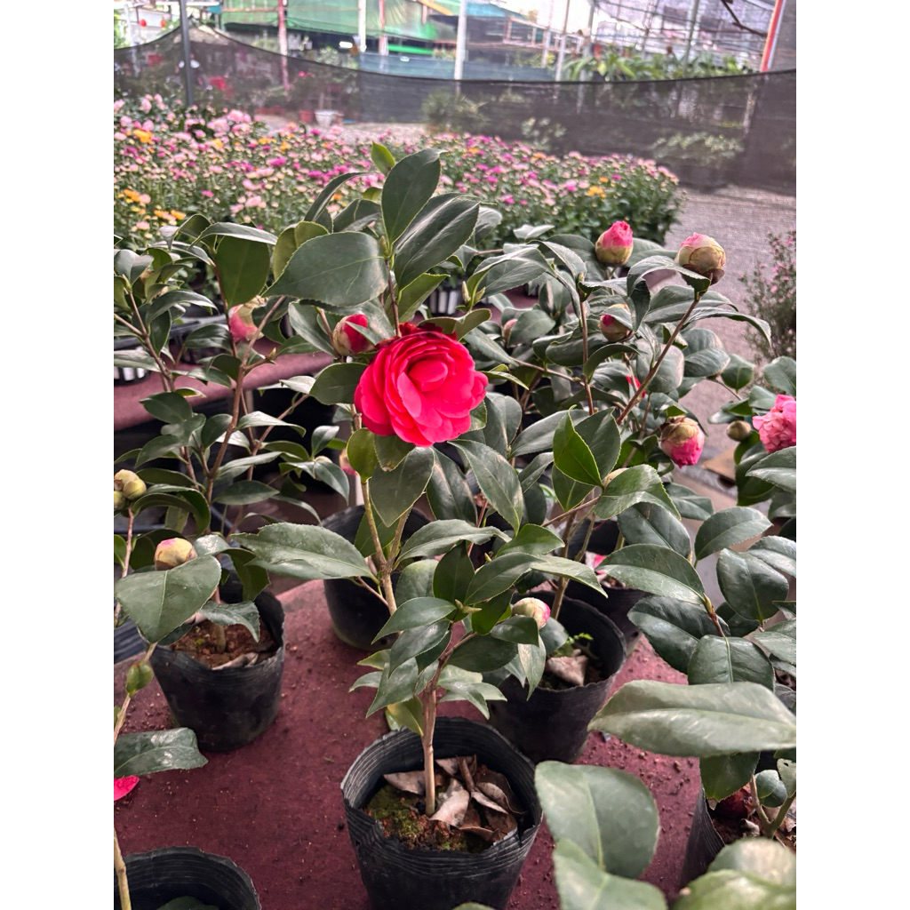 Camellia ต้นไม้ติดดอก บ้างไม่ติดบ้าง 🌹 นำความมั่งคั่ง มีชีวิตชีวา ❤️กระถาง5/6นิ้ว 30cm อายุ1.5-2ปี