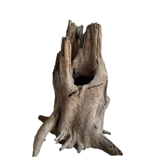 ตอไม้ ที่นอนชูก้า driftwood ตอไม้แต่งสวน