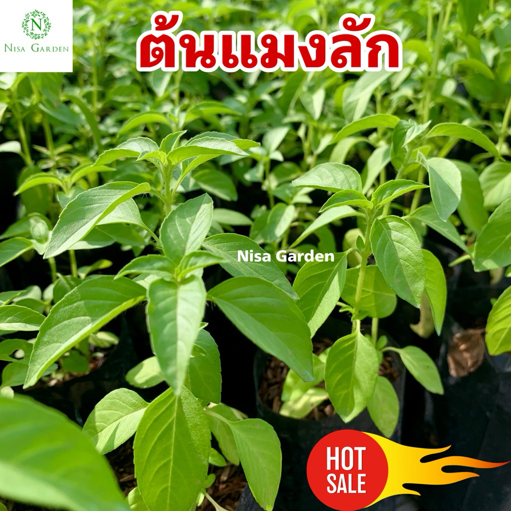 Nisa Garden ต้นแมงลัก (ต้นผักอีตู่) รากเยอะ กลิ่นหอม พร้อมปลูก ถุงดำ 2x6 นิ้ว