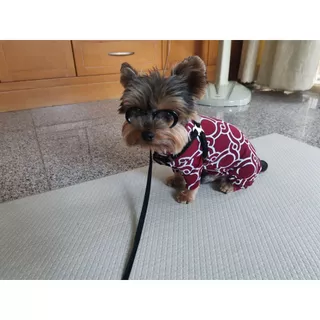 ชุดเก็บขน wonder dog เสื้อสุนัข เสื้อแมว ชุดกันขนร่วงสุนัข ชุดสัตว์เลี้ยง โทนสีแดง