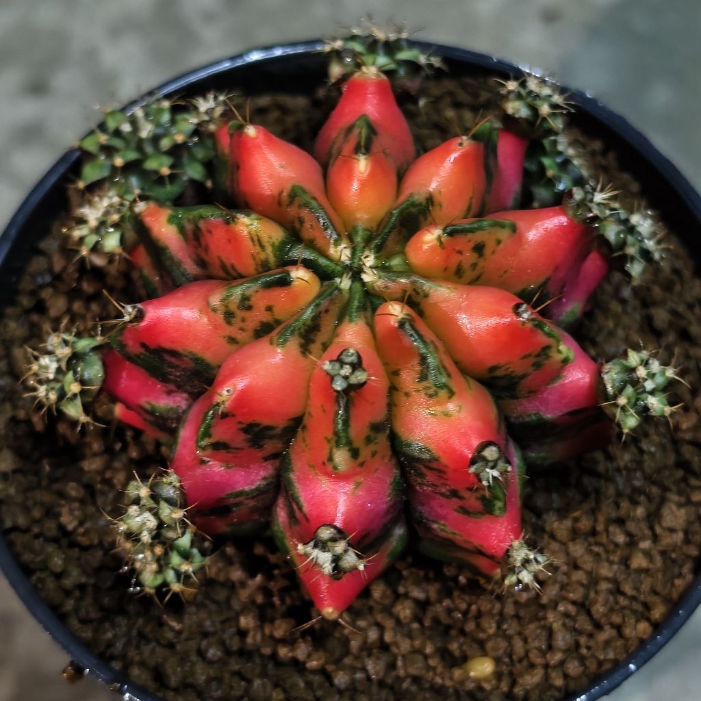ยิมโนด่าง​ ชำหน่อ​ โคลน “RED​ DRAGON”  จากแม่ไม้รากแท้​ โตไวรากแข็งแรง​ ​สีสวยสด ราคา ถูกที่สุด ดีลบีเคเค แกลเลอรีภาพที่ 7