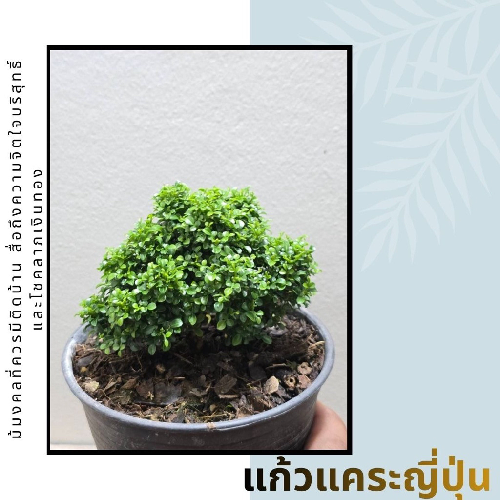 🌳แก้วมงคลแคระ แก้วญี่ปุ่นแคระ