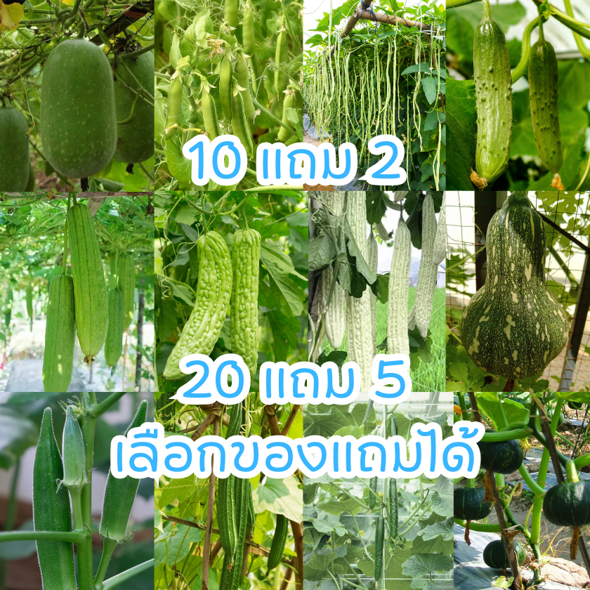 เมล็ดพันธุ์ผัก กระเจี๊ยบเขียว/ถั่วลันเตา/ถั่วฝักยาว/บวบหอม/บวบเหลี่ยม/มะระจีน/ฟักเขียว/แตงกวาญี่ปุ่น/ฟักทองญี่ปุ่น