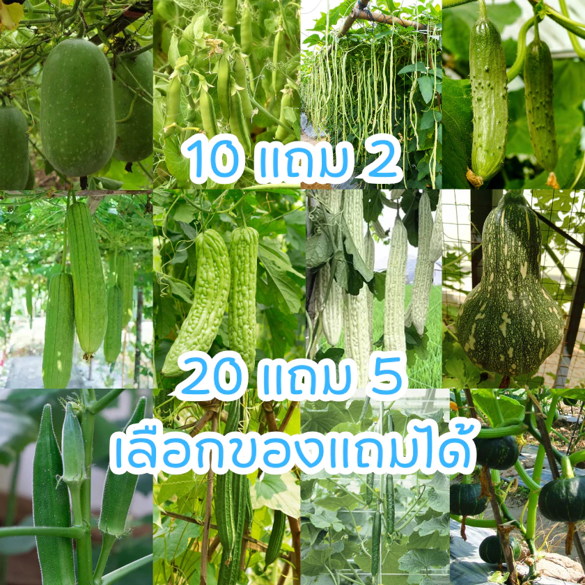 เมล็ดพันธุ์ผัก กระเจี๊ยบเขียว/ถั่วลันเตา/ถั่วฝักยาว/บวบหอม/บวบเหลี่ยม/มะระจีน/ฟักเขียว/แตงกวาญี่ปุ่น/ฟักทองญี่ปุ่น