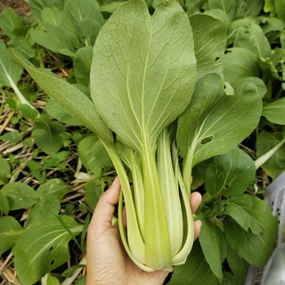 เมล็ดพันธุ์ กวางตุ้งฮ่องเต้ ผักกวางตุ้งพันธุ์ฮ่องเต้ 800+เมล็ด (10 แถม 2)