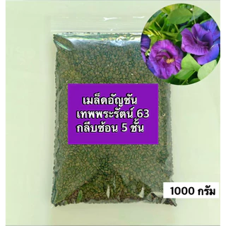 💥สินค้าขายดี💥เมล็ดพันธุ์อัญชันเทพพระรัตน์63 กลีบซ้อน (ขนาด 50-500 เมล็ด) Butterfly pea flowers,蝶豆種子 สินค้าใหม่