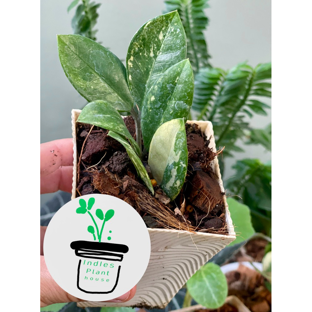 ต้นกวักมรกตด่าง Variegated Zamioculcas zamiifolia (ZZ Plant)