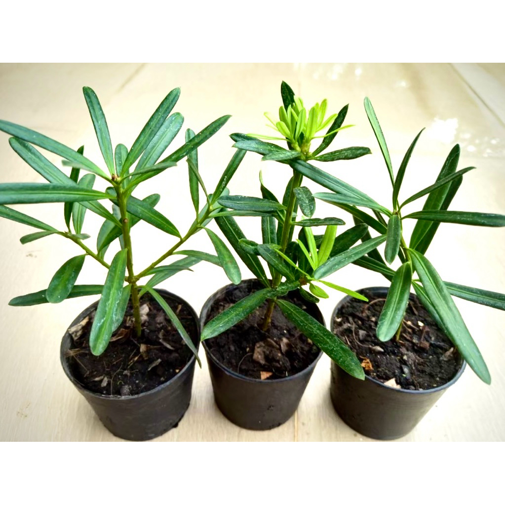 ต้นมหาเศรษฐี/ ต้นกวักทรัพย์/ ต้นคาลันโช่ ต้นไม้มงคล ช่วยฟอกอากาศ - รูปที่ 7