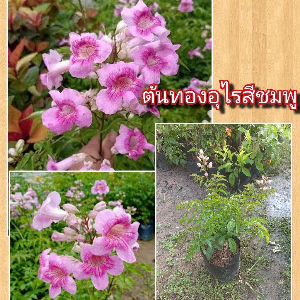 ต้นทองอุไรสีชมพู ถุงไซร์ใหญ่