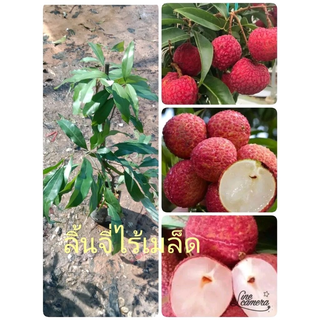 ต้นลิ้นจี่ไร้เมล็ด( เสียบยอด) ต้นพันธุ์สูง 40-60 cm