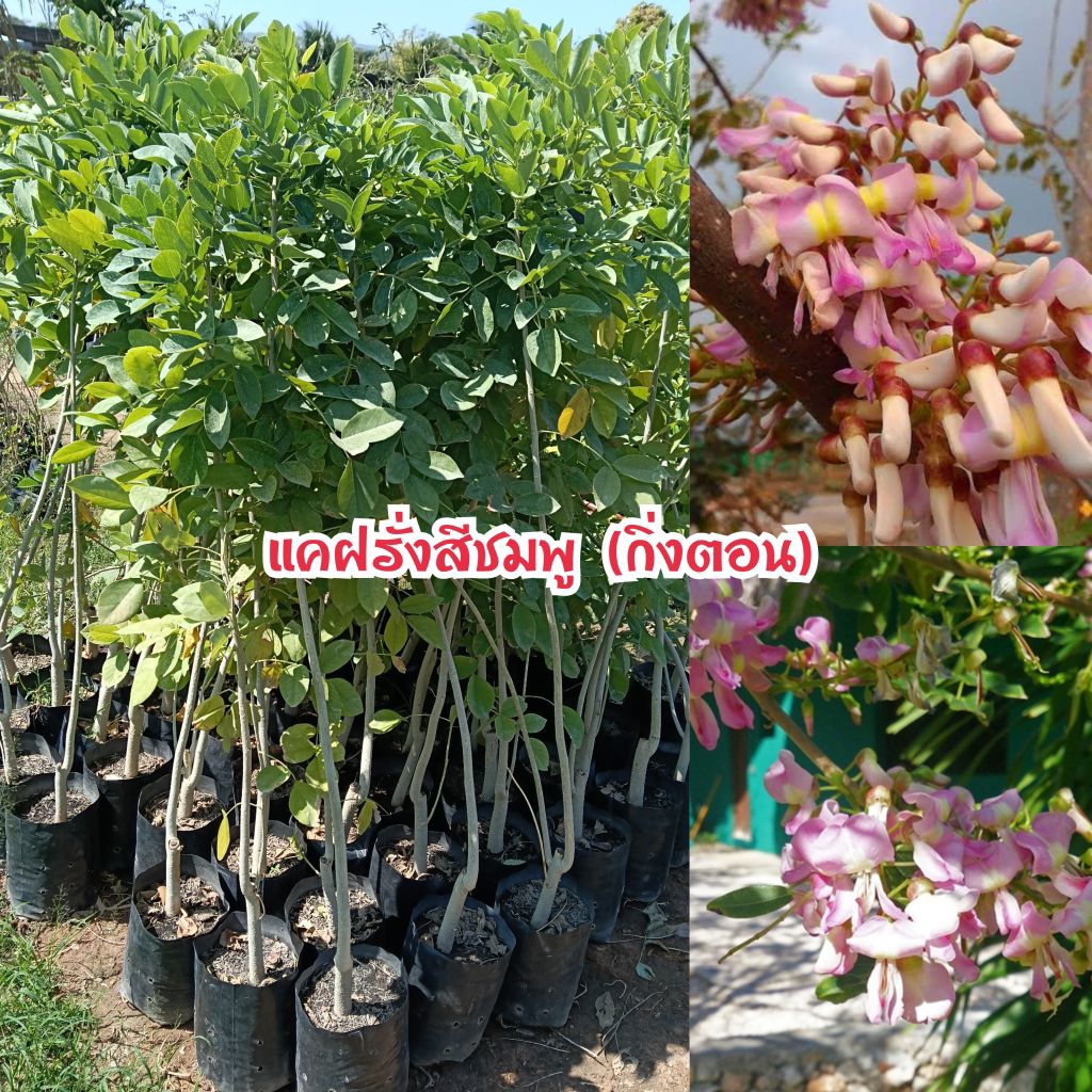 ต้นแคฝรั่งสีชมพู (กิ่งตอน) ต้นสูง 80-1เมตร ไม้ดอกไม้ประดับที่สามารถรับประทานได้
