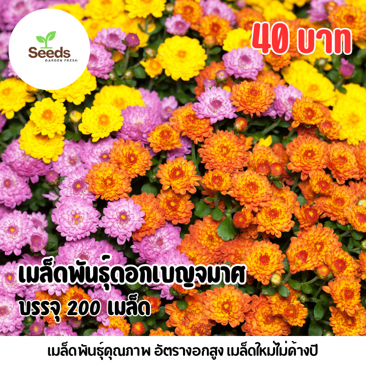 เมล็ดพันธุ์ดอกเบญจมาศ บรรจุ 200 เมล็ด