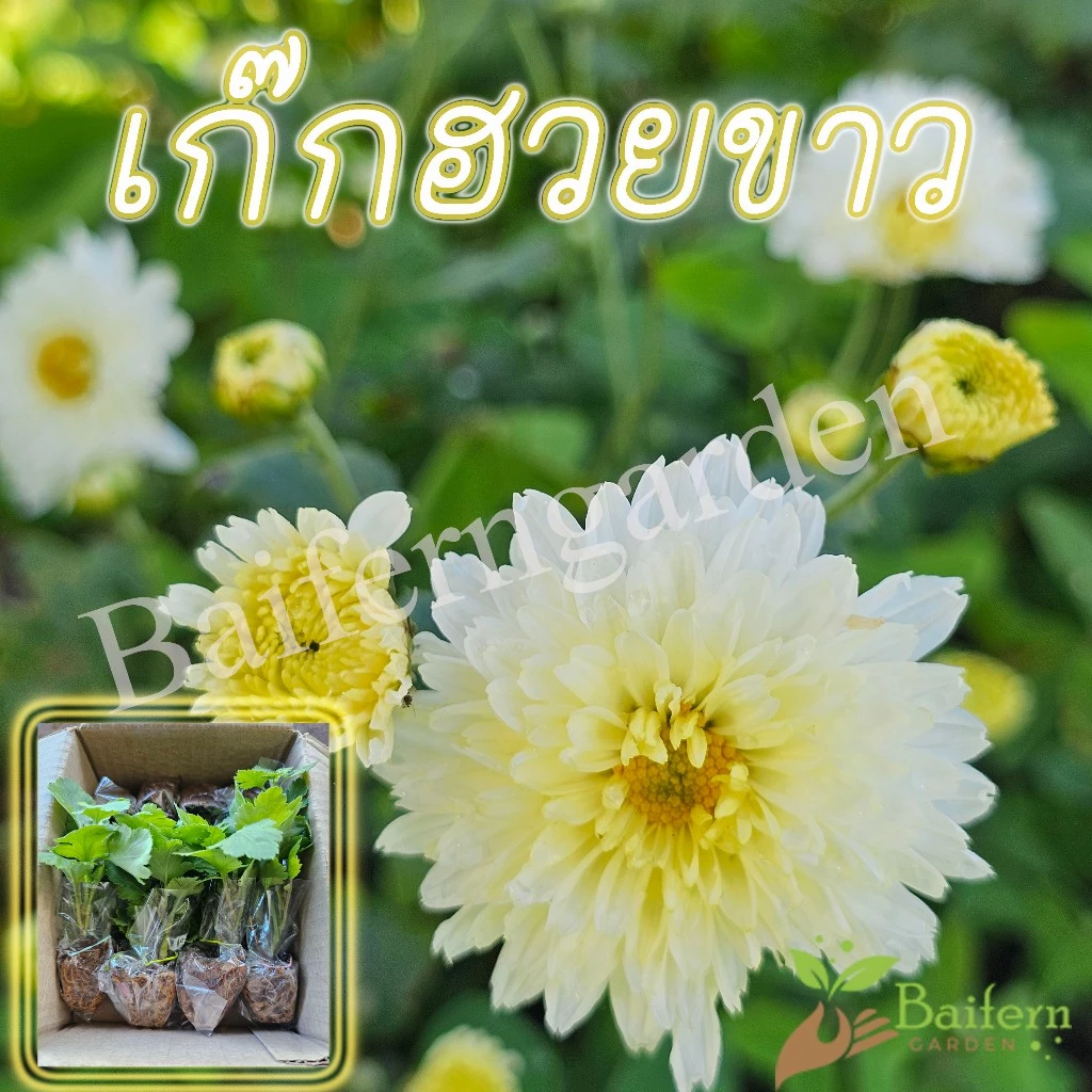 ต้นกล้าดอกเก๊กฮวยขาว ดอกไม้กินได้ ต้นแข็งแรงรากเยอะพร้อมปลูก