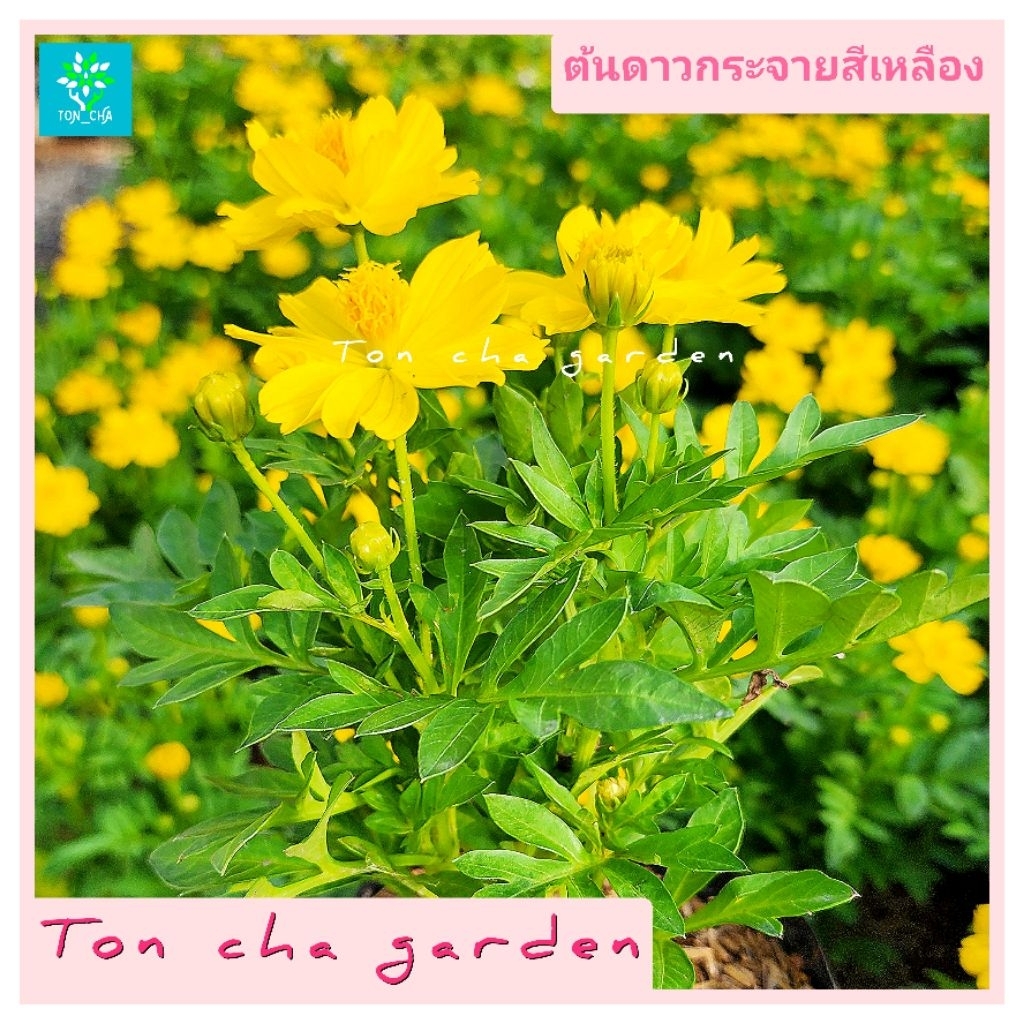 ต้นดาวกระจาย สีเหลือง ( Yellow Cosmos )