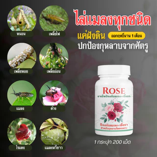 Rosy ยาเม็ดฝังดิน ป้องกันก่อนเกิดโรคและแมลง คุมนาน 1 เดือน เสริมภูมิต้านทาน ผนังเซลล์แข็งแรงทนต่อการเจาะดูดของแมลง