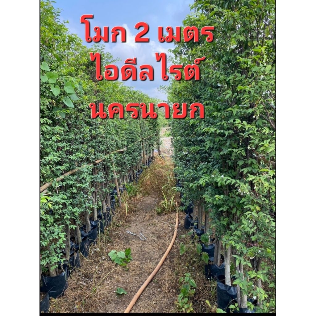 ชุดละ3ต้น🌿โมกสูง 2 เมตร สวยฟู ดูแลง่าย พร้อมส่งทั่วไทย *ลค.ส่งแบบกล่อง กดกล่องละ1ชุดเท่านั้นค่ะ*