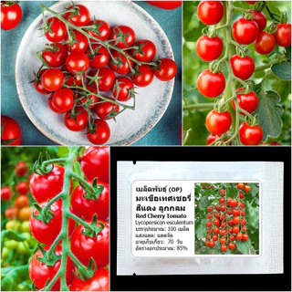 เมล็ดพันธุ์ มะเขือเทศเชอรี่ Red Cherry Tomato Seed บรรจุ 100 เมล็ด คุณภาพดี ของแท้ 100%