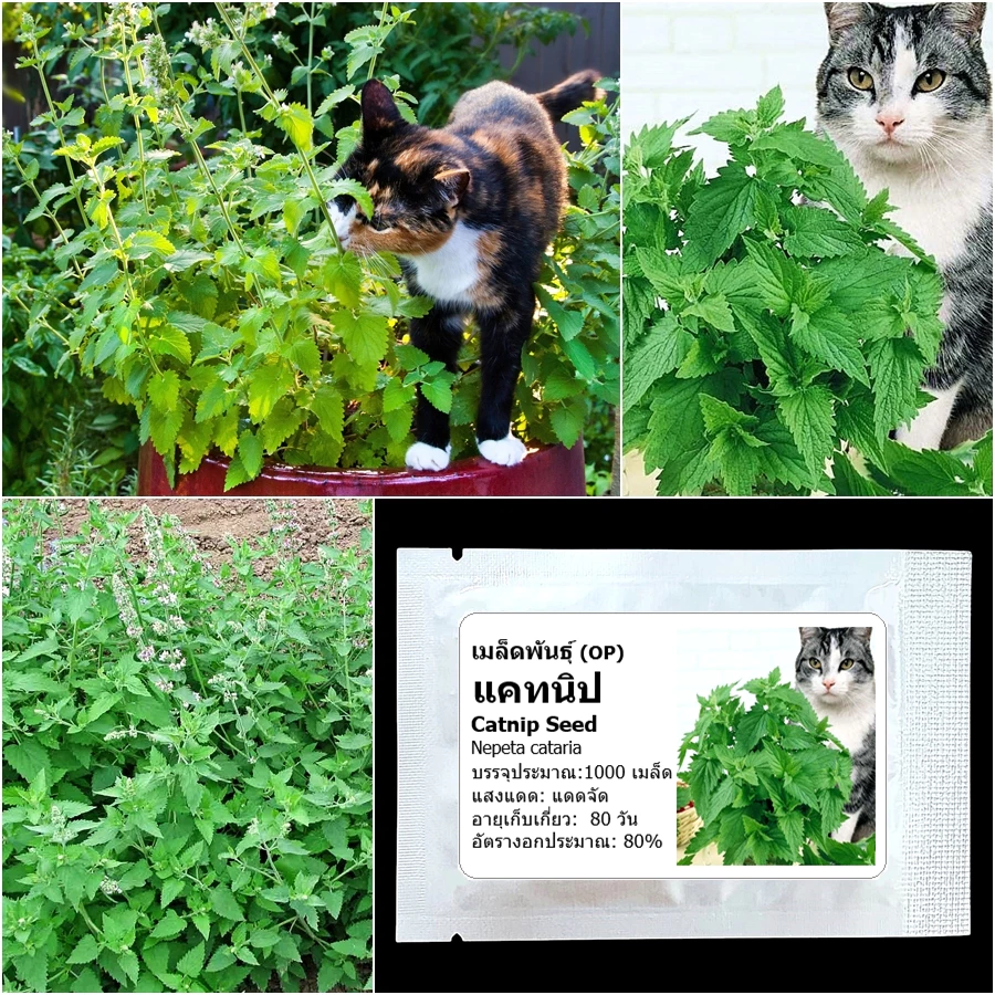 เมล็ดพันธุ์ แคทนิป สมุนไพรแมว Catnip Seed บรรจุ 1000 เมล็ด คุณภาพดี ราคาถูก ของแท้ 100%