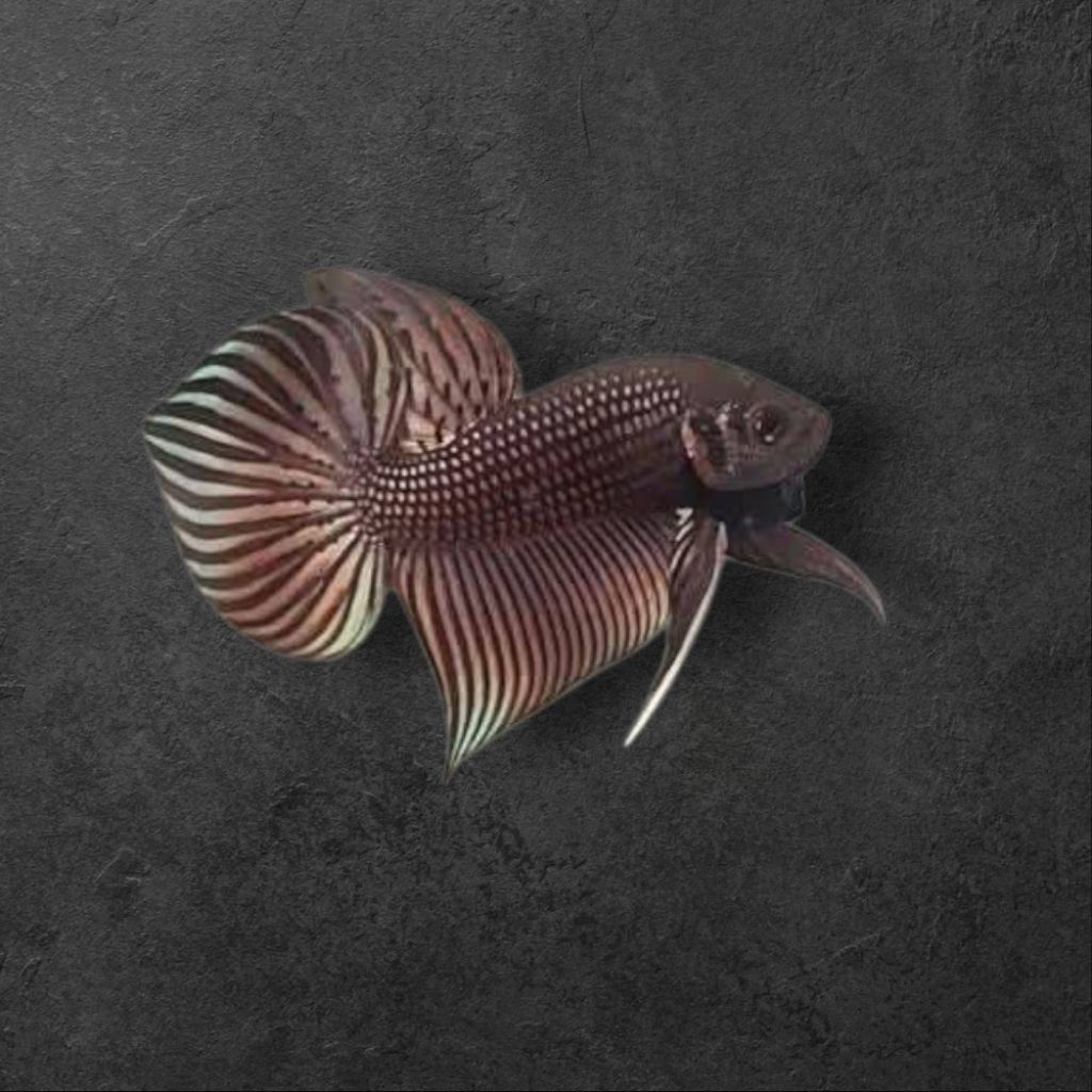 ทองแดง **มหาชัย นาค***