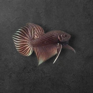 ทองแดง **มหาชัย นาค***