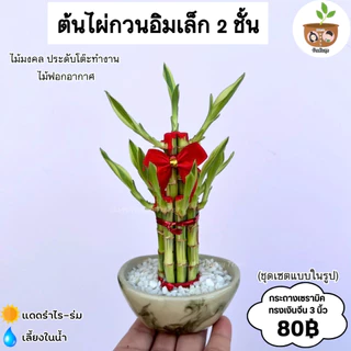 ไผ่กวนอิมกระถางเซรามิค ทั้งเซตแบบในรูป จัดส่ง 2 ต้นขึ้นไป คละแบบได้