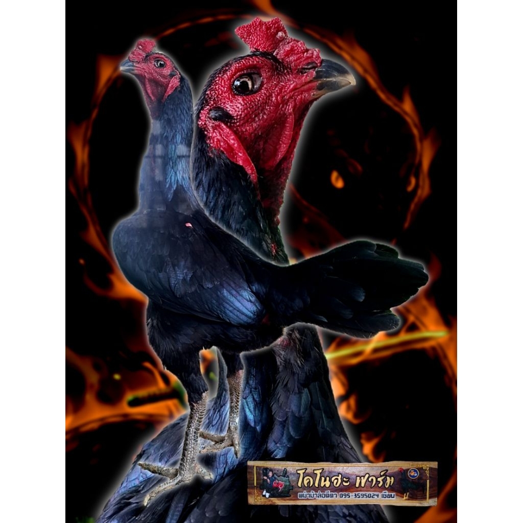 ไข่เชื้อไก่ชนสายเลือดพม่าตีตา ทองดำแชมป์ 30M จอมดับตะเกียง เยียร์ของขวัญ 9 ไฟล์ 9 ตา ตีตาย 1 ไฟล์📌โคโนฮะฟาร์ม