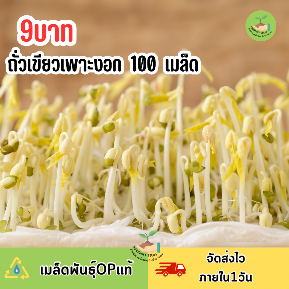 พิเศษ9บาท เมล็ดพันธุ์ถั่วเขียวเพาะงอก 100 เมล็ด