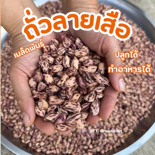 เมล็ดพันธุ์ ถั่วลายเสือ เมล็ดแห้ง 1 กก. ปลูกได้ งอกดี แปรรูปทำอาหารได้