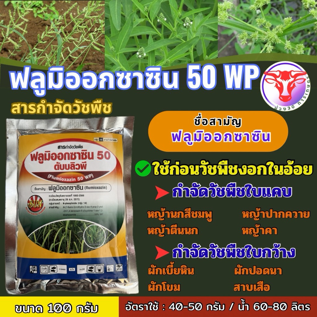 ฟลูมิออกซาซิน 50 WP ขนาด 100 กรัมกำจัดวัชพืชใบกว้างและใบแคบในอ้อย : หญ้านกสีชมพู หญ้าปากควาย หญ้าตีนนก ผักเบี้ยหิน