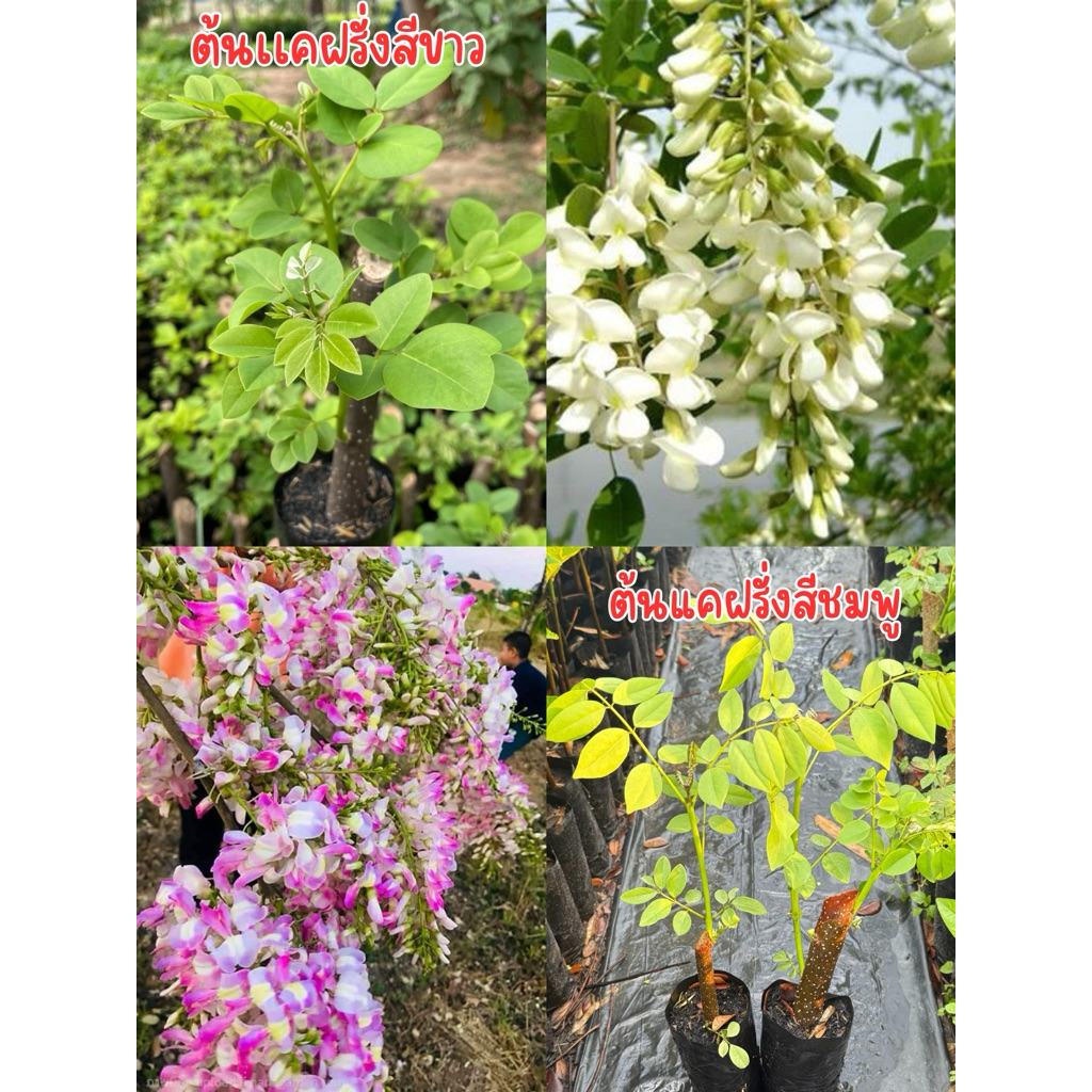 ต้นเเคฝรั่งสีขาวเเละเเคฝรั่งสีชมพู คละได้เลยครับ  ดอกทานได้ ผัด ต้ม แกง ทอด อร่อยทุกอย่างเลย ต้นพร้อมส่งครับ