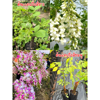 ต้นเเคฝรั่งสีขาวเเละเเคฝรั่งสีชมพู คละได้เลยครับ  ดอกทานได้ …