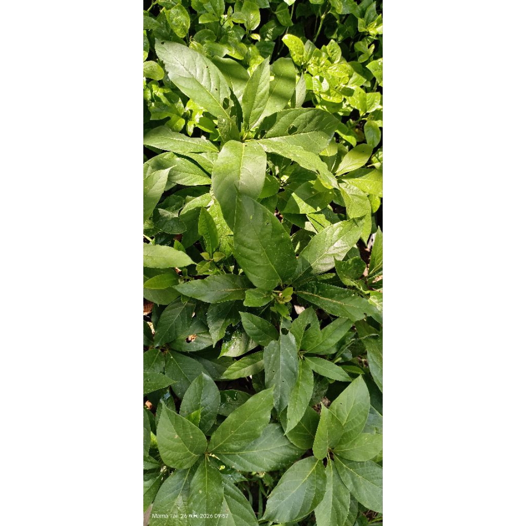 อะโวคาโดพันธุ์ A 034 เวียดนาม ต้นเสียบยอด ต้นแข็งแรง